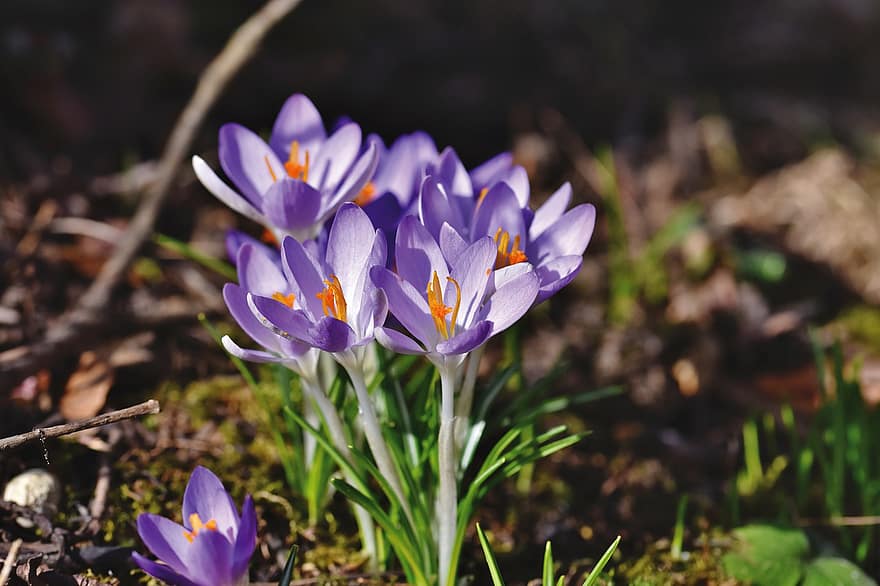 Crocus, Iris, Flowers, Purple Flowers, Bloom, Blossom, Flora, Spring, Garden, Floriculture, Horticulture