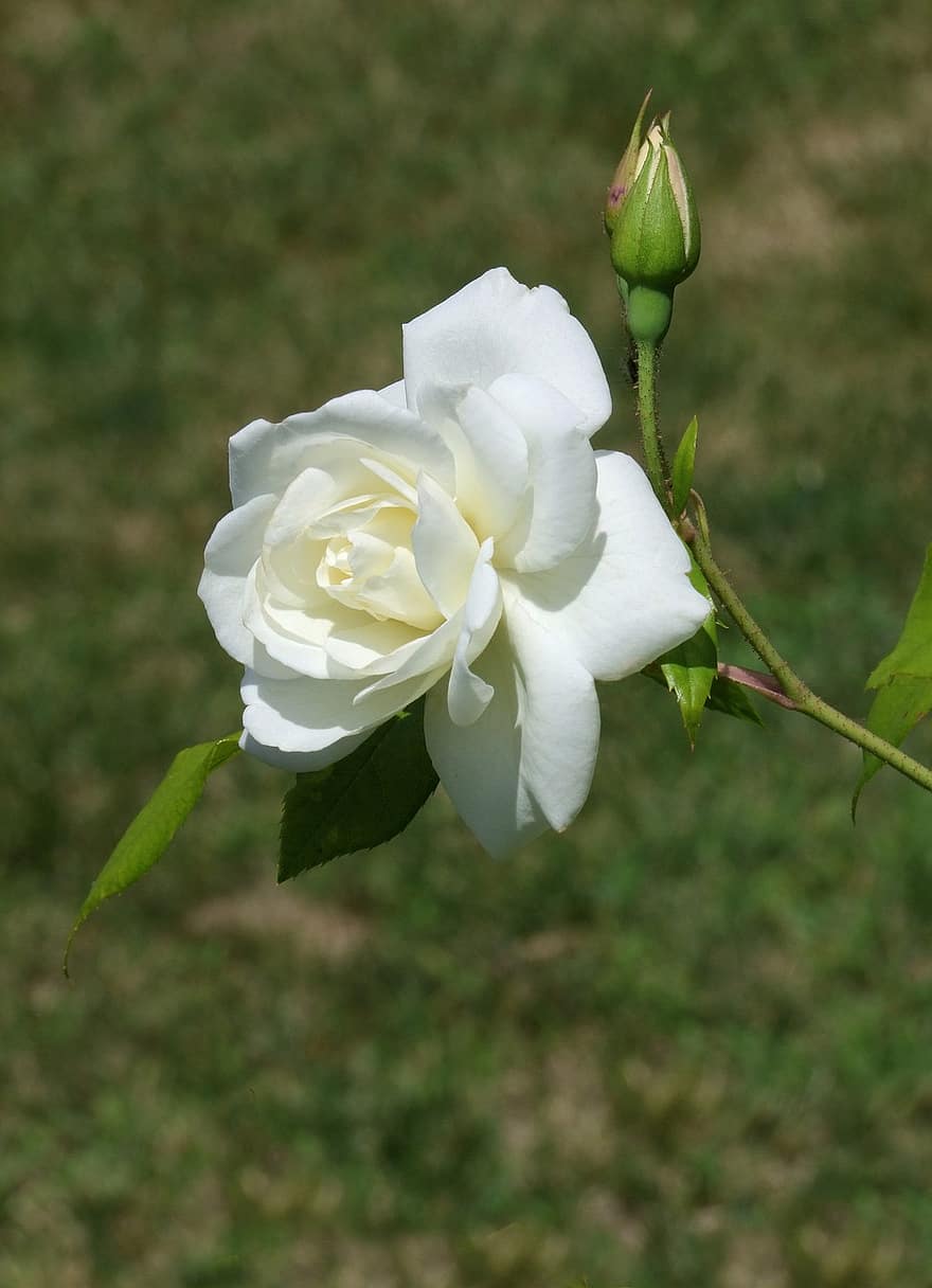 ruusu-, kukka, valkoinen, valkoinen ruusu, valkoinen kukka, ruusunlehdet, valkoiset terälehdet, kukinta, kasvisto, Kukkien, kasvitiede