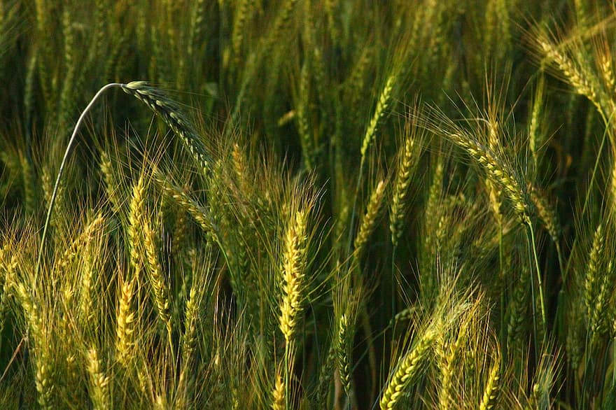 trigo, paddy, arroz, colheita, campo, agricultura, natureza, Comida, grão, cereais, Fazenda