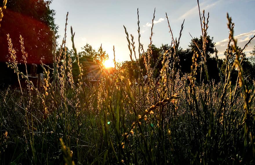 gras, zonsopkomst, natuur, zomer, bloemen, kruiden, tuin-, fabriek, zonneschijn, ochtend-
