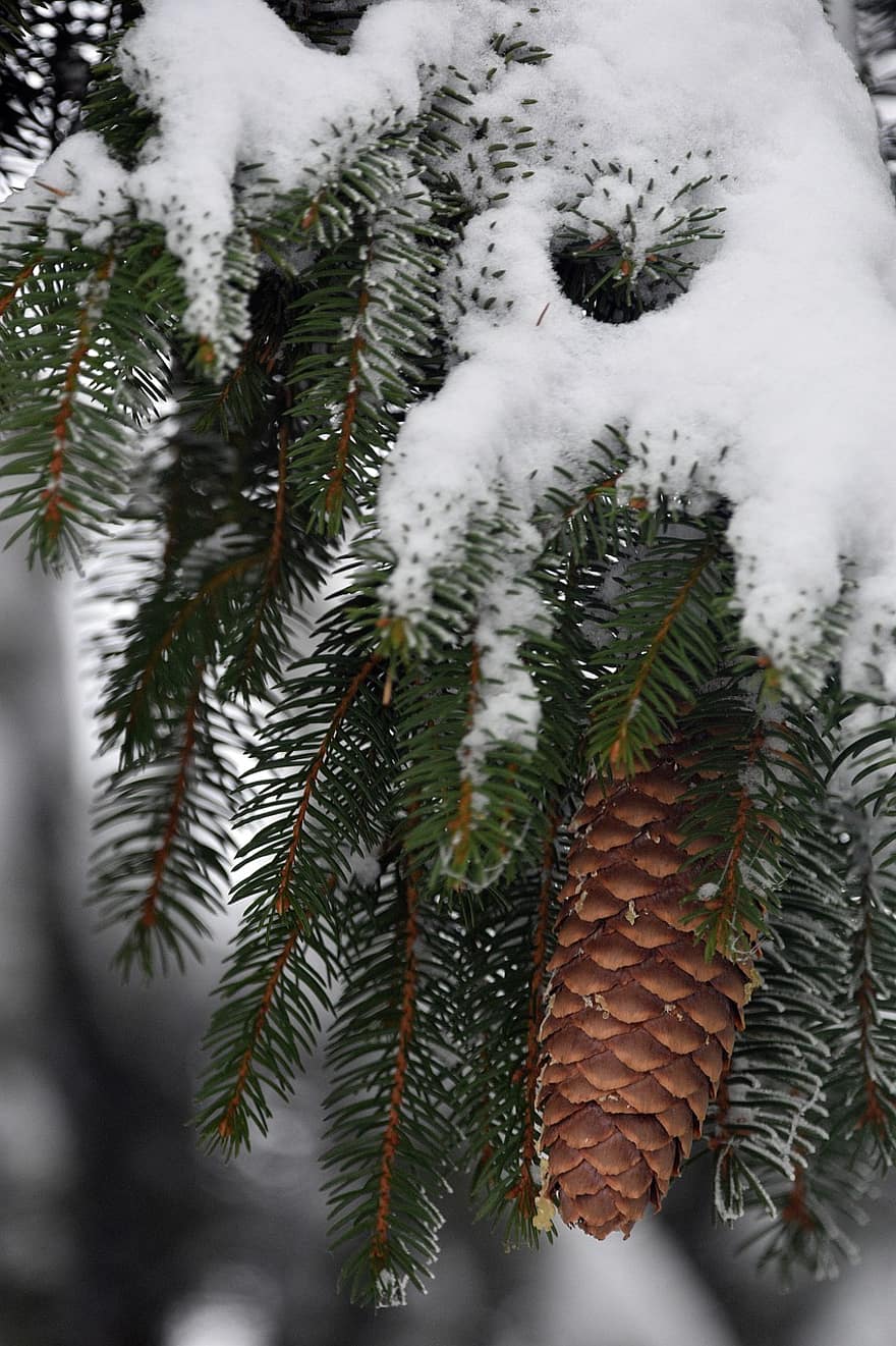 árbol, picea, cono de pino, nieve, invierno, Pino, conífera, conífero, abeto, planta, agujas