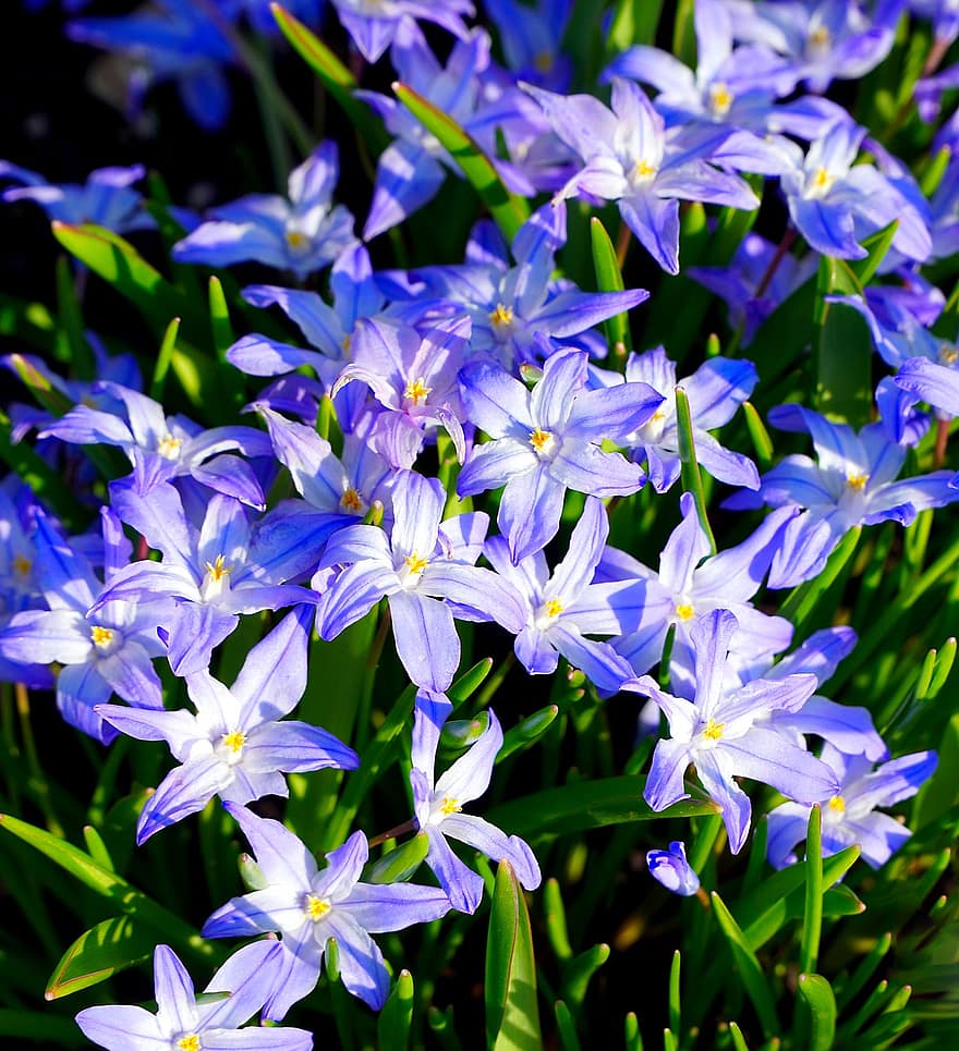 bunga-bunga, Kemuliaan Salju Lucile, botani, makro, mekar, berkembang, biru, musim semi, alam
