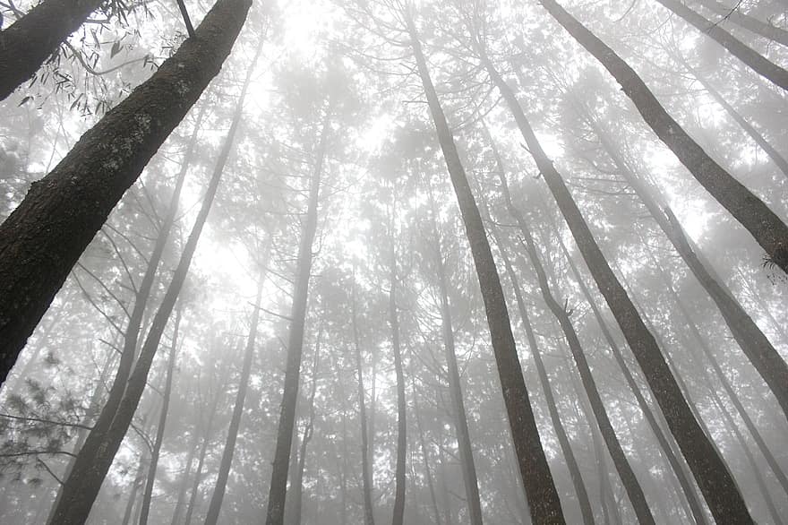 des arbres, forrest, les bois, brouillard, la nature, paysage, Naturel, en plein air