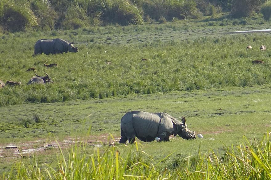 rhinocéros, à une corne, animal, sauvage, faune, en voie de disparition, Licorne, kaziranga, parc national, sanctuaire, assam