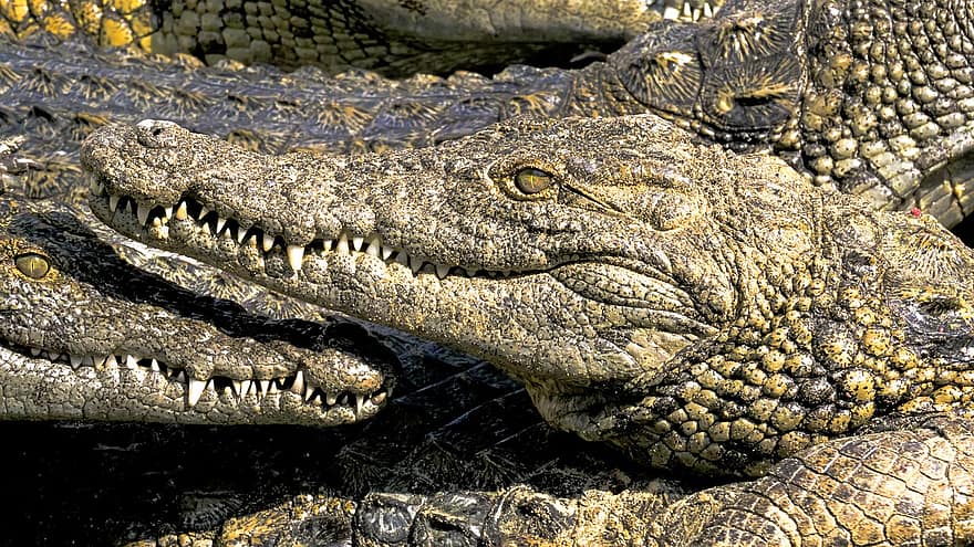крокодил, алигатор, влечуго, животно, див, опасно, дивата природа, зоологическа градина, опасност, хищник, глава
