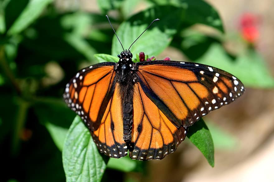 jardín, monarca, mariposa, vistoso, naranja, brillante, alas