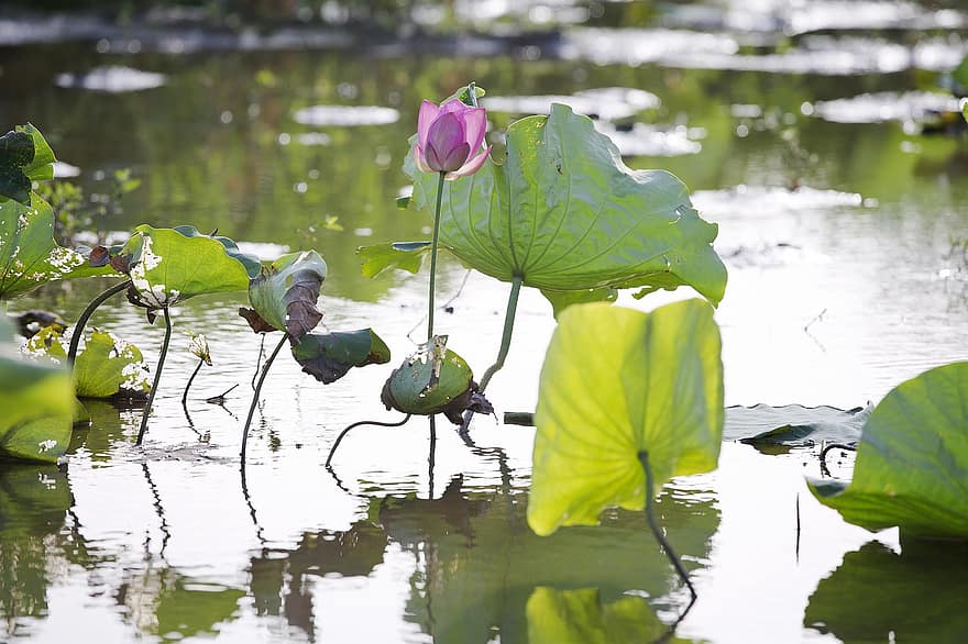 Lotus, Aquatic Plants, Waterlily, Summer, Water