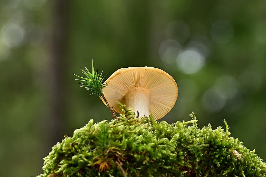 Mushroom, Plant, Moss, Wild Mushroom, Forest, Fungus, Mycology, Nature