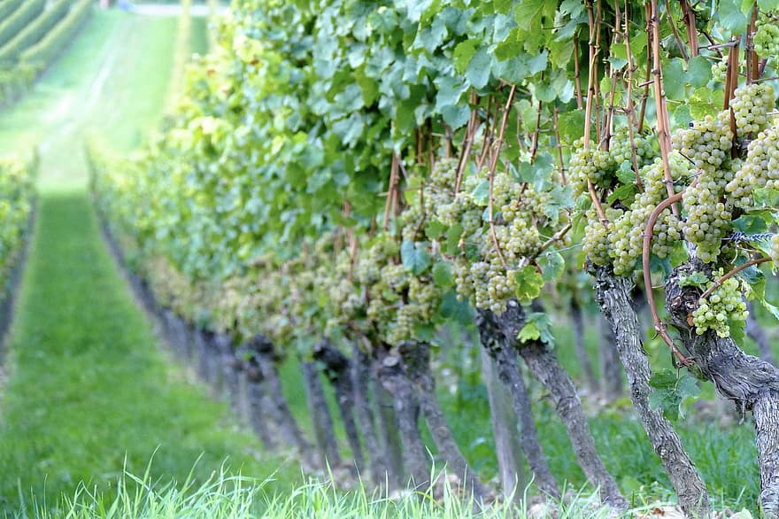 anggur, selentingan, kebun anggur, buah-buahan, tanaman, winegrowing, pemeliharaan anggur, perkebunan, bidang, pemandangan, pertanian