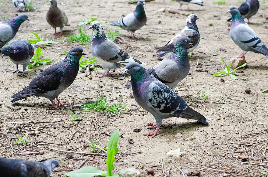 les pigeons, des oiseaux, animaux, faune, la nature, le bec, plume, Pigeon, multi couleur, animaux à l'état sauvage, fermer