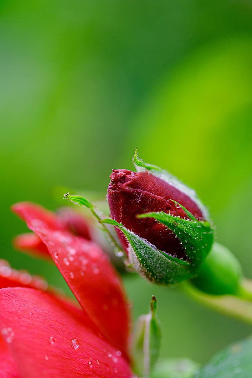 Rosa, capullo de rosa, capullo de la flor, planta, flora, flor, flor roja, Rosa roja, naturaleza, jardín