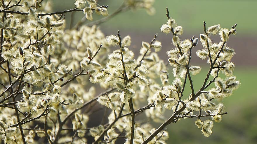 Willow, Catkins, Branches, Flowers, Willow Catkins, Plant, Tree, Spring, Nature