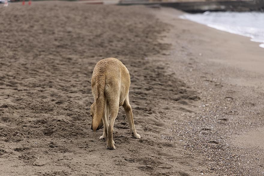 cão, de praia, areia, canino, brincalhão, caminhar, animal, fofa, jovem, mamífero