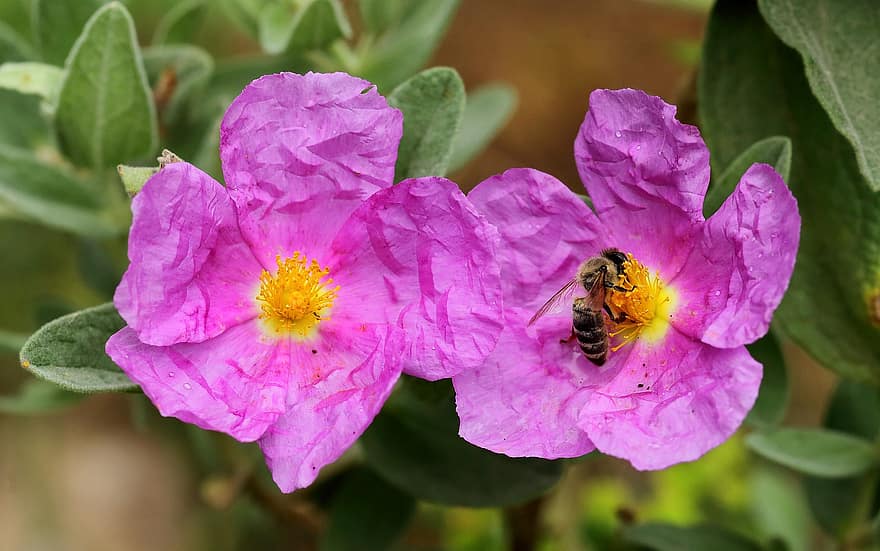 květ, cistus albidus, Příroda, botanika, hmyz, včela, opylování, detail, rostlina, letní, okvětní lístek