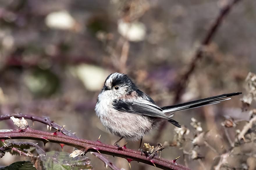 Long-tailed Tit, Bird, Branch, Long-tailed Bushtit, Animal, Wildlife, Fauna, Garden, Nature, Perched