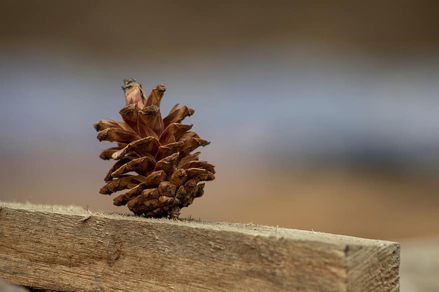 Pine, Cone, Wood, Brown, Soil, Forest, Autumn, Tree, Ecology, Plant, Nature