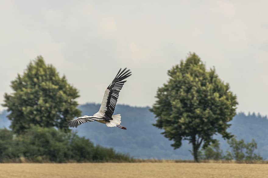 Bird, Stork, Flying, Nature, Animal World, Feather, Trees, Mountain
