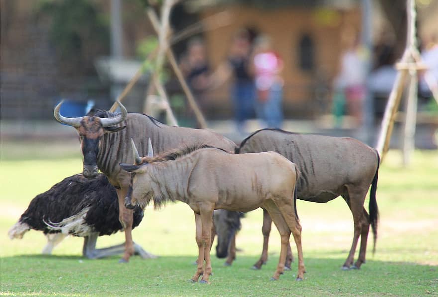 Blue Wildebeests, dzīvnieki, Parastās gnu, Baltbārdaini gnu