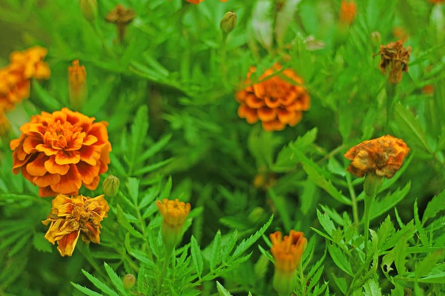 Flower Edible, Flower, Edible, Nature, Blossom, The Orange Flower, Background, Plant, Natural, Fresh, Garden