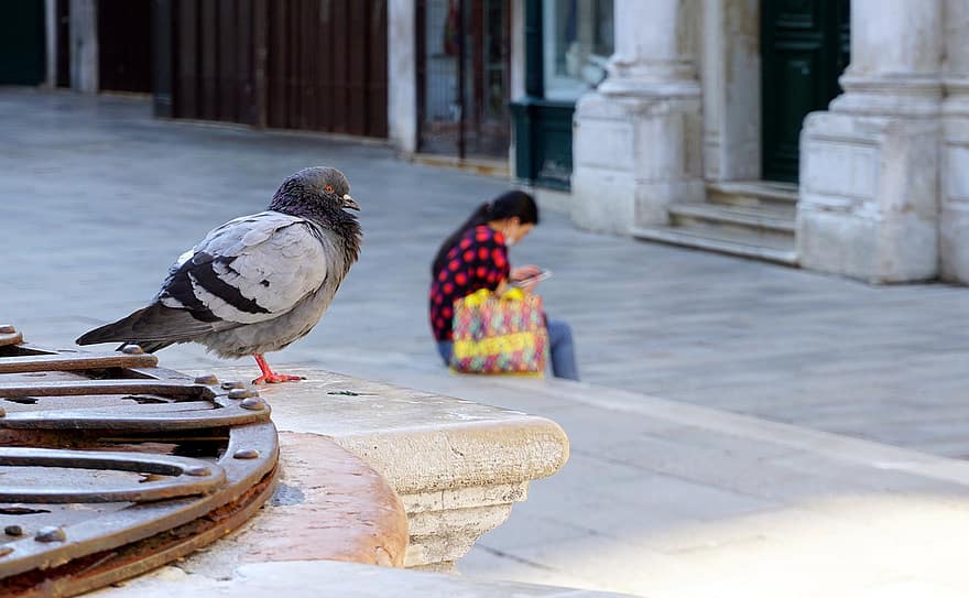 pomba, pássaro, mundo animal, natureza, mulher, Veneza, Itália, Praça de São Marcos