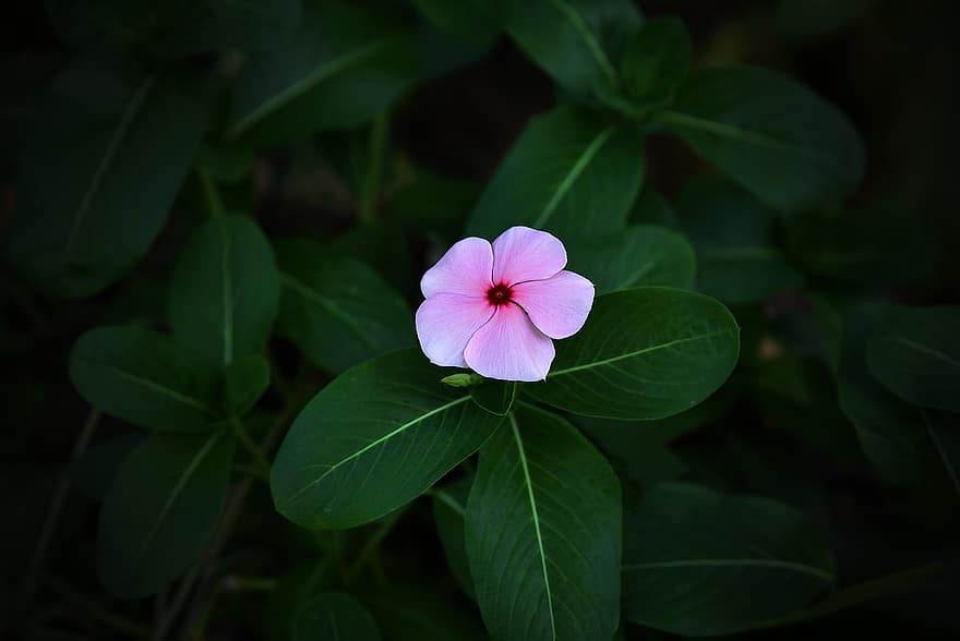バラ色のツルニチニチソウ、ピンクの花、自然、庭園、マダガスカルツルニチニチソウ