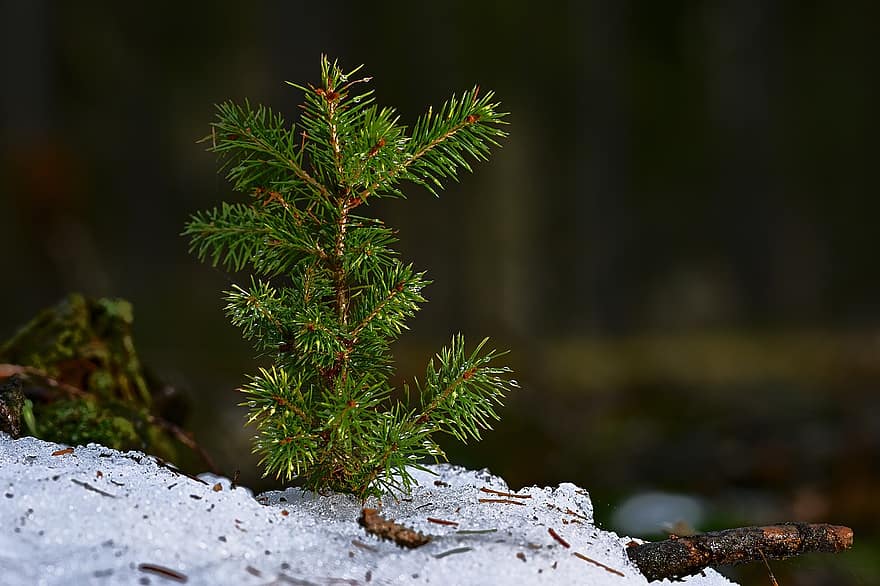 Pine, Seedling, Winter, Snow, Ice, Conifer, Evergreen, Winter Magic, Snowy, Plant, Forest