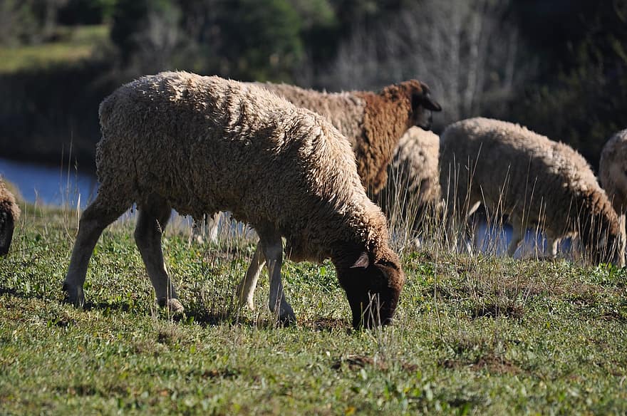 ovelha, animal, pasto, pastando, mamífero, pecuária, lã, Fazenda