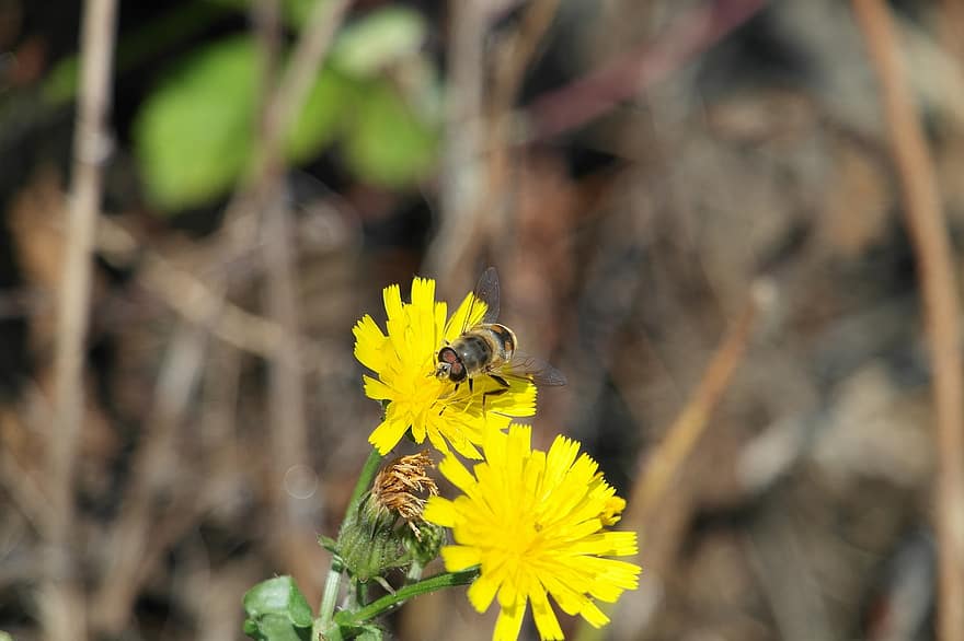 abeja, flores silvestres, polinización, insecto, floración, Flores amarillas, naturaleza