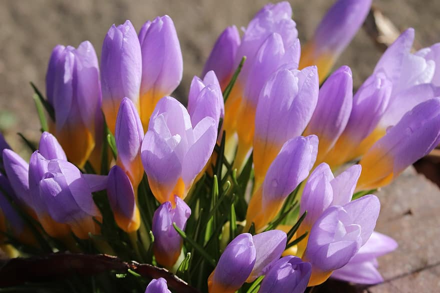 Crocus, Spring, Lenz, Early Bloomer, Violet, Garden, Field, Flowers, Outdoor, Close Up, Spring Crocus