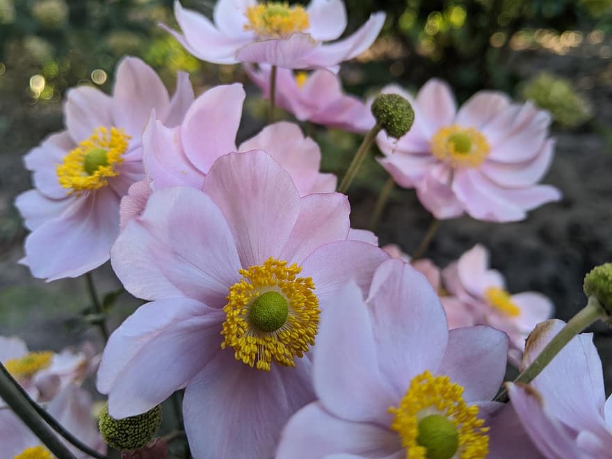 japanilainen anemone, vaaleanpunaiset kukat, puutarha, luonto, kasvisto