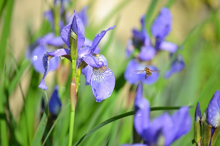 méh, rovar, virágok, repülő méh, szárnyas rovar, hymenoptera, kék virágok, virágzó, növényvilág, fauna, háziméh