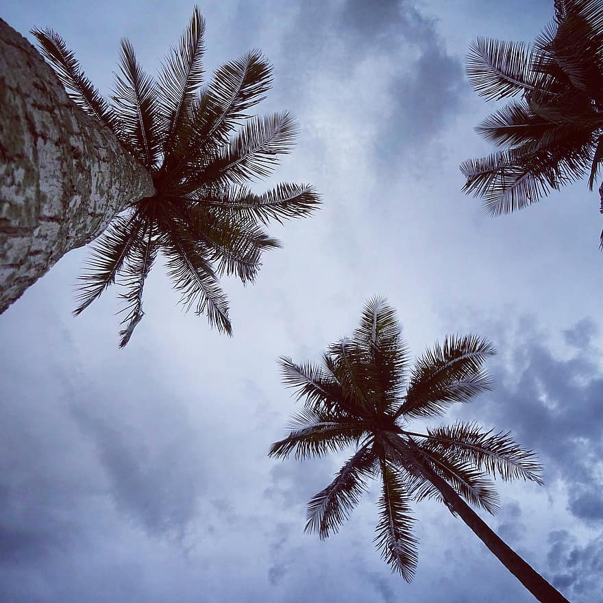 кокосови дървета, небе, облаци, длан, дървета, листа, клонове, природа, тропически, синьо небе
