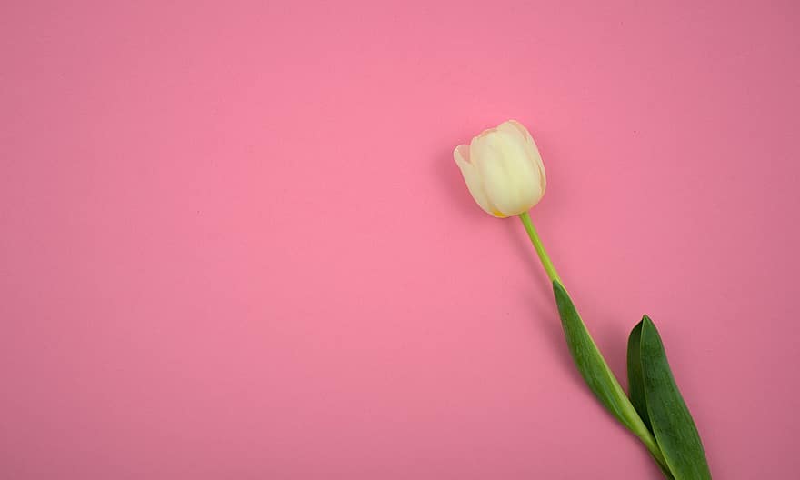 tulipan, kwiat, tło, kopia przestrzeń, różowy, biały tulipan, wiosna, piękno, pastel, minimalny, różowe tło