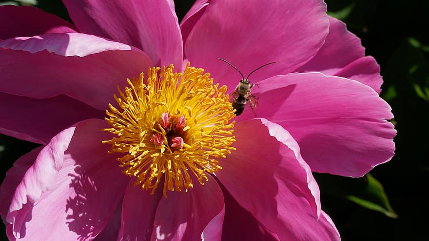 Peony, Flower, Pink Flower, Insect, Pink Peony, Petals, Pink Petals, Blossom, Bloom, Flora, Nature
