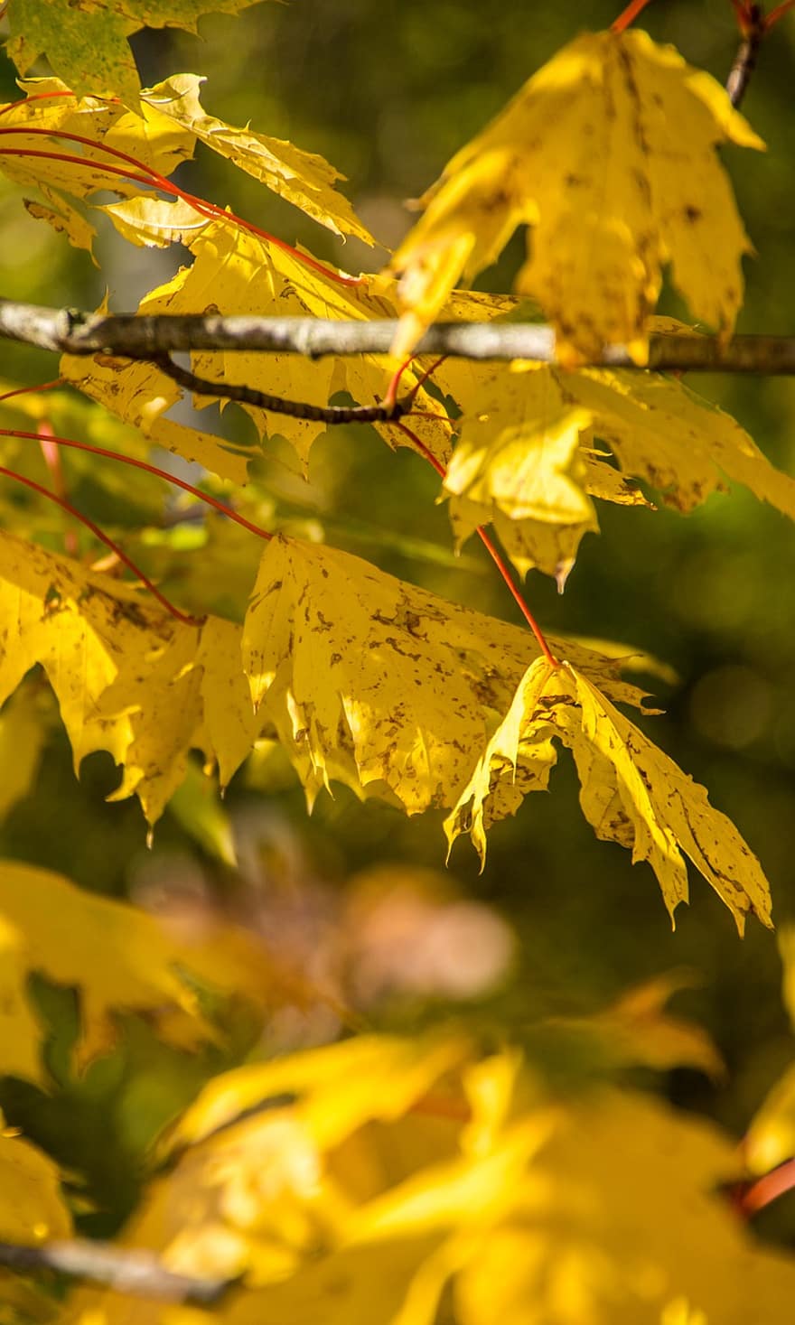 otoño, hojas de otoño, hojas amarillas, follaje