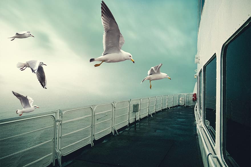 mouettes, en volant, navire, bateau, plate-forme, brouillard, des oiseaux, oiseaux de mer