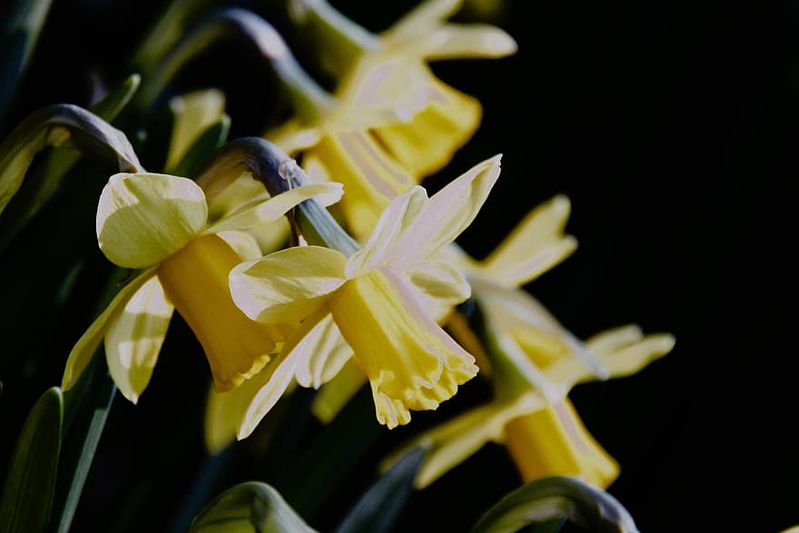 narcisos amarelos, narcisos, flores amarelas, flores, Flor, flor, Primavera, natureza, ramalhete, jardim, despertar da primavera