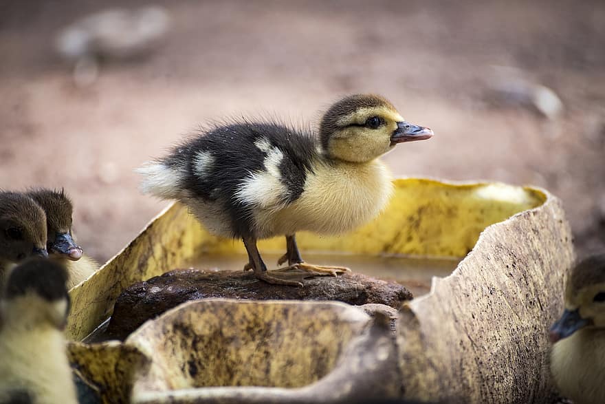 Duckling, Duck, Baby Duck, Bird, Newborn, Animal, Farm, Family, Cute, Nature, Avian