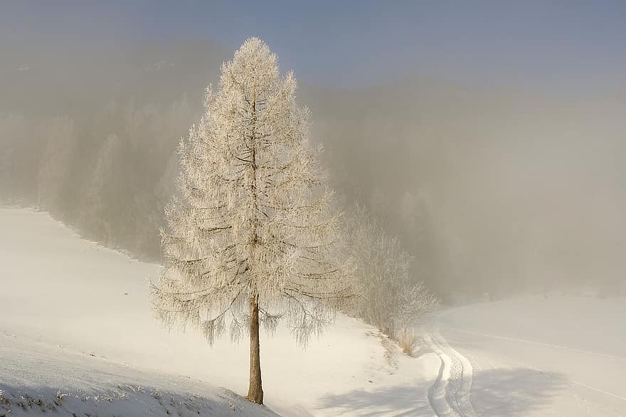 raksturs, sniegs, ziemā, sezonā, koks, mežs, ainavu, kalns, sala, priede, ledus