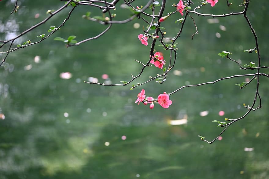 flor, begonia, flor rosa, de cerca, hoja, planta, frescura, árbol, primavera, color verde, antecedentes