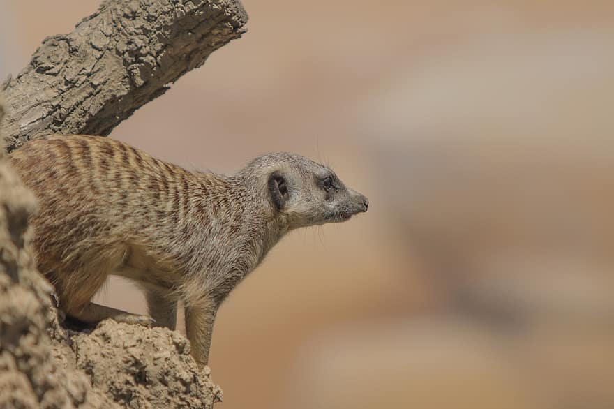 meerkat, Suricata, mamifer, faună, animal