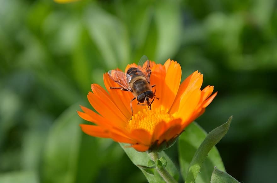 цвете, пчела, опрашване, природа, жълт, лято, едър план, насекомо, на открито, растение, животно