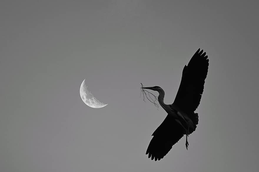 птица, сива чапла, луна, орнитология, вид, фауна, птичи, животно, летене, крила, пера