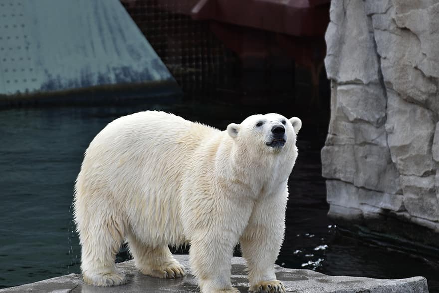 ours polaire, animal, zoo, ours, mammifère, animal sauvage, faune, eau, fermer, la nature