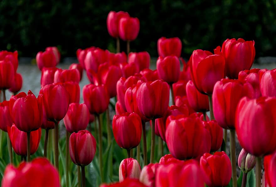 tulpe, ziedi, sarkans, raksturs, augu, dārzs, zieds, tulipāns, kwiat