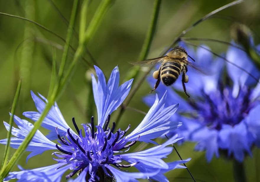 Prairie, les bleuets, abeille, pollinisation, fleurs, insecte, entomologie, macro, fleur, fermer, été