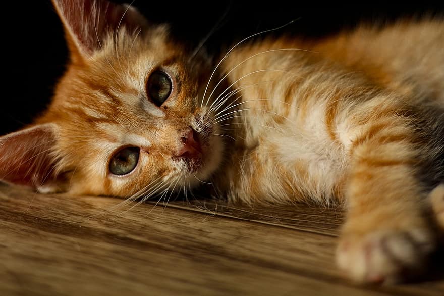 кот, kočka, domácí zvíře, Kočkovitý, kotě, kníry, domácí, roztomilý, zvíře, oči, oranžový