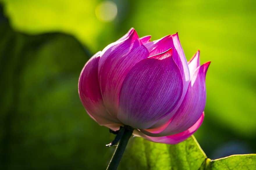 loto, flor, flor de loto, flor rosa, pétalos, pétalos de rosa, floreciente, cierne, planta acuática, flora