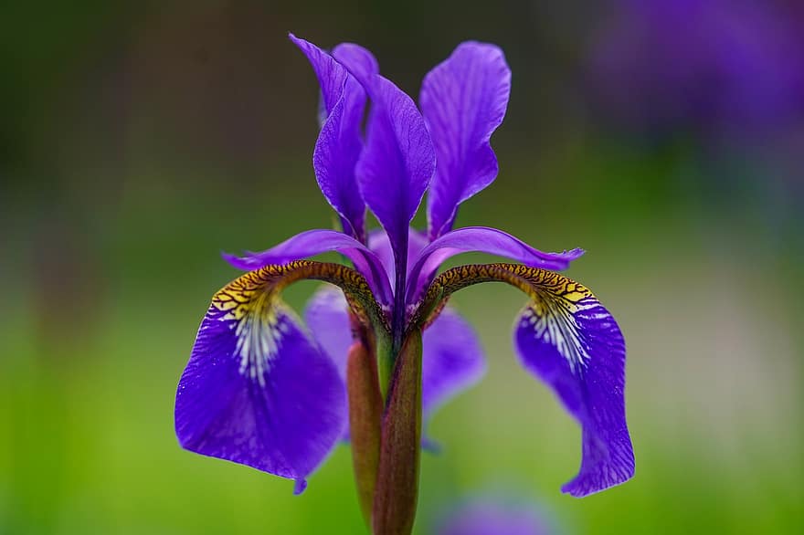 iris, blomma, växt, kronblad, skäggig iris, irisblomma, lila blomma, blomsterträdgård, trädgård, natur