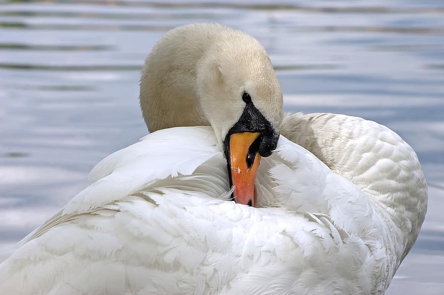 Swan, Animals, Bird, White, Lake, Water, Feather, Plumage, Pens, Ala, Cleaning